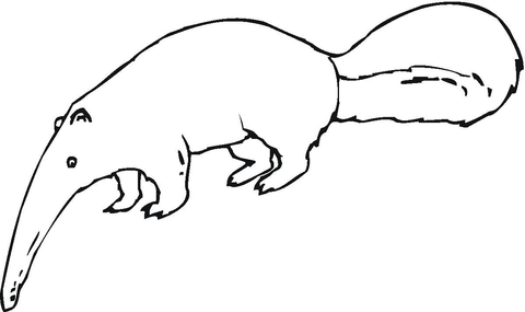 Anteater 12 Coloring Page